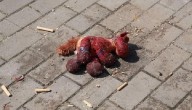 UNICEF alerta: cada 17 minutos, un niño es asesinado o mutilado en Gaza