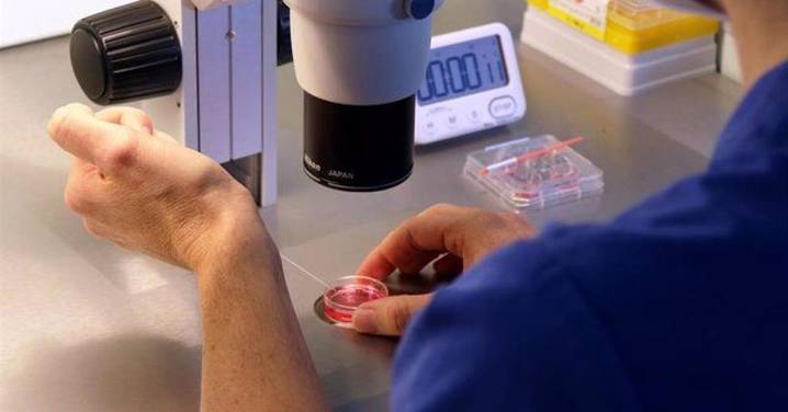 Descubren un "arquitecto genómico" esencial para la fertilidad masculina