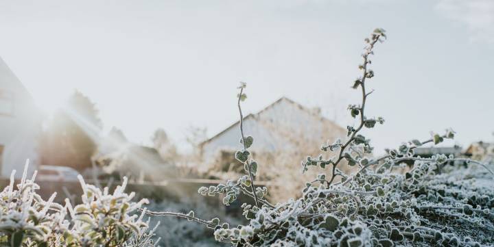 The 10 Top Plant Blankets to Protect Them from Frosts and Freezes