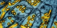 Public asked to report potential cases of avian influenza