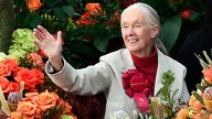 Muere Jane Goodall a los 91 años, pionera investigadora de vida silvestre