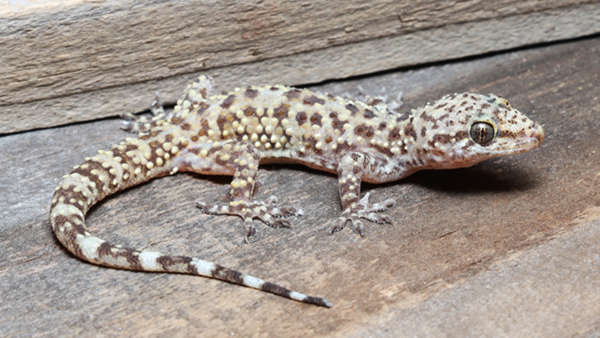Help Indiana DNR Track Mediterranean Geckos in Indiana
