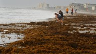 Storms bring waves, seaweed and erosion beachside.