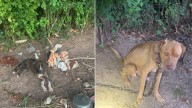 Louisiana Officers Discover Two Dogs Living In Deplorable Conditions, Owner Faces Charges