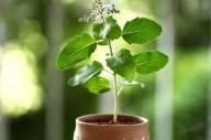 Thinking of Growing Tulsi at Home? Here’s the Right Way to Do It (And What to Avoid)
