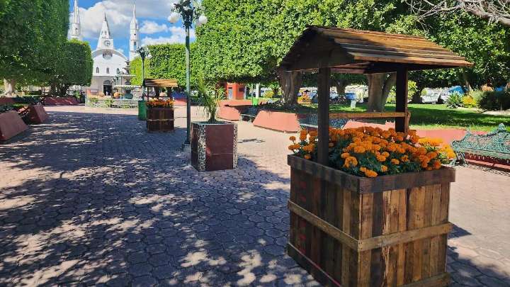 Nuevo Chupícuaro decora su jardín con cempasúchil en honor al Día de Muertos