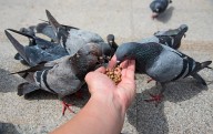 Stop Feeding Pigeons Now – Experts Warn It Could Spread Dangerous Diseases and Harm Your Health