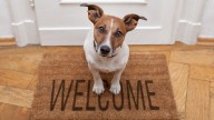Ésta es la regla que debes seguir si vas adoptar un perro o un gato para evitar traumas a tu nueva mascota