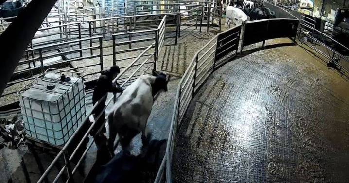 Cathedral City suspends milk use after 'disturbing' footage from Cornish farms