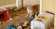 Hoarding case adds to strain as Middle Tennessee cat rescue faces rising costs