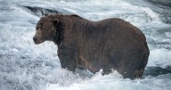 Bear named Chunk bests hefty competition to win Fat Bear Week