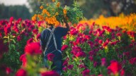 Cempasúchil, una histórica ofrenda que se cultiva en el campo potosino