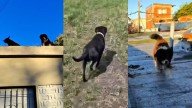 Triple crimen: rescataron a los perros que quedaron a la deriva en "la casa del horror" de Florencio Varela