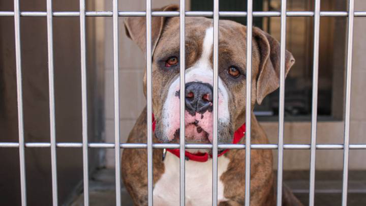 A Look at More Orange County Pets Available For Adoption