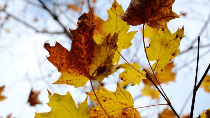Weather Permitting: Here is your Fayetteville area weekend forecast for Oct. 17