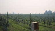PacifiCorp pays Oregon wineries $125M in lawsuit settlement over wildfire smoke