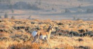 Can BLM ignore land-use plans and lease off-limits ‘Golden Triangle’ habitat for drilling?
