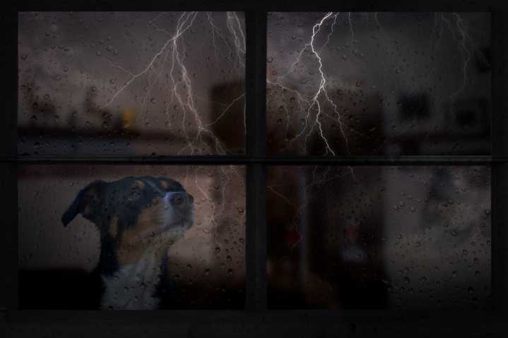 Study aims to help dogs with ‘thunderphobia’