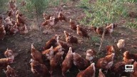 Detectado un foco de gripe aviar en una explotación de gallinas ponedoras de Yeles (Toledo)