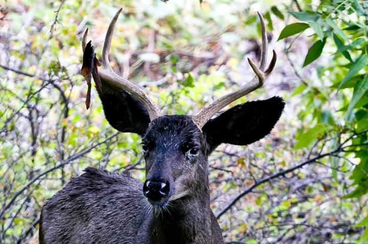 Mandatory testing for chronic wasting disease in Ogden hunting unit