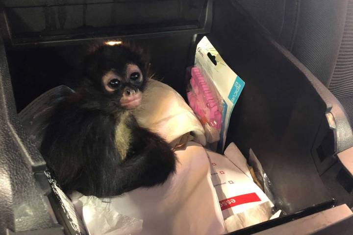 Female Spider Monkeys Are Being Killed So Poachers Can Sell Their Offspring on TikTok