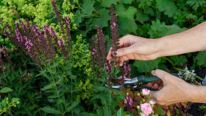 The Sunlight Tip To Keep In Mind When Pruning Your Plants