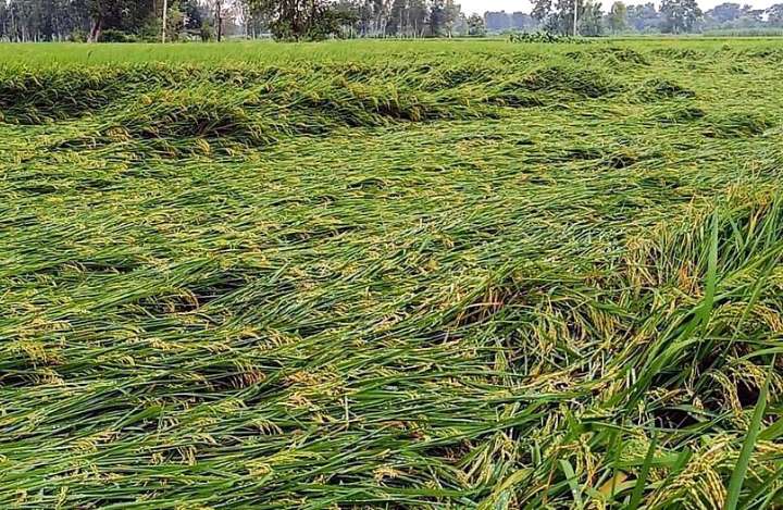 MP News: Unseasonal Rains Damage Paddy, Maize Worth ₹5,000 Crore In 22 Districts