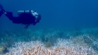 Florida coastal corals declared 'functionally extinct' after record
