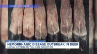 Increasing numbers of sick, dying deer from hemorrhagic disease outbreaks