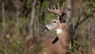 CWD-positive deer found in another MS county. Here's what it means