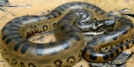 Tragedia en Loreto: comunero muere tras ser atacado por una anaconda gigante en una zona cercana a la frontera con Ecuador