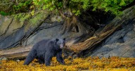 Man killed in suspected bear attack at Arkansas campsite had sent photos of bear to family, sheriff says