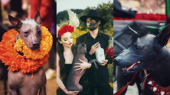Xoloitzcuintle, el perro azteca que guía a las almas al Mictlán