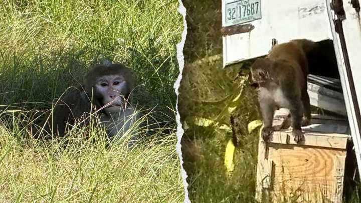 3 escaped monkeys still at large after Mississippi truck crash, 5 killed