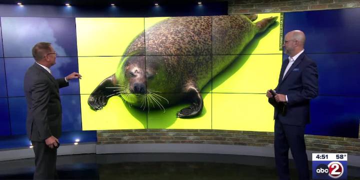 3 BRILLIANT MINUTES: How seals outsmart fish