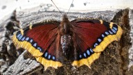 The Mourning Cloak Butterfly Makes Unique Winter Appearances
