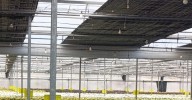 El campo de Chipiona florece por Todos los Santos entre el agua y la adversidad