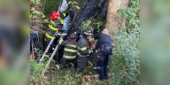Driver, dogs rescued after being trapped in crashed car along tree line in Tennessee