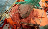 Preocupación por un informe del INIDEP que muestra señales de agotamiento del langostino