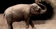 Murió Pupy, la elefanta que estuvo en Argentina y fue liberada en Brasil