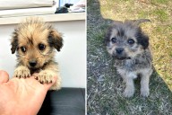 Woman Adopts Rescue Dog—Months Later Childhood Memory Sparks Realization