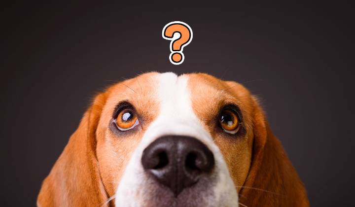 Estas son las razas de los perros menos inteligentes, según expertos