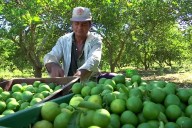 Detienen a otro extorsionador de limoneros en Apatzingán