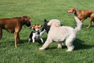 New York was just ranked the worst state in America to have a dog