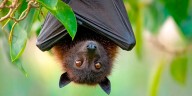 Un resplandor verde en murciélagos de América del Norte sorprende a la ciencia y abre incógnitas sobre la vida nocturna