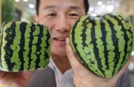 Granjero japonés crea sandías con forma de corazón humano, vendidas como «arte comestible» por miles de dólares