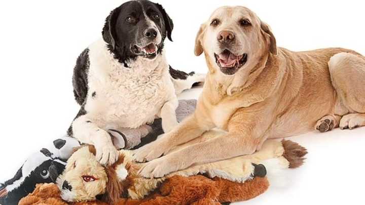 Shop Amazon October Prime Day 2025 deals on dog toys