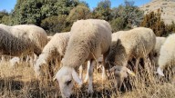 Las Cortes de Aragón instan a incentivar con ayudas la labor de prevención de incendios