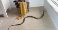 Man horrified as world's second-most venomous snake slithers into his living room