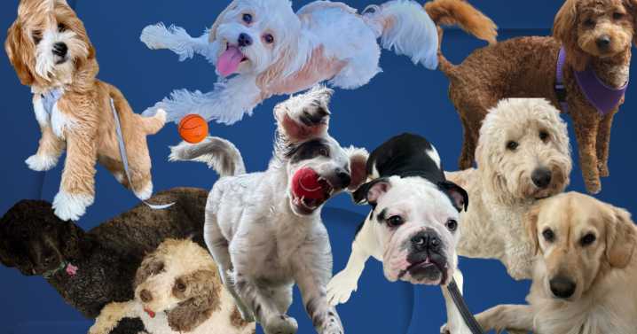 Oct. 13-19: Here is this week's Dog Walking Forecast photo gallery!